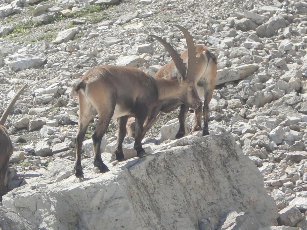 Aparthotel Walliser Stube Mittelberg Exteriér fotografie